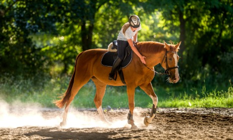 Pferd, Reiter, Reitsport, Sattel, Pferdekopf