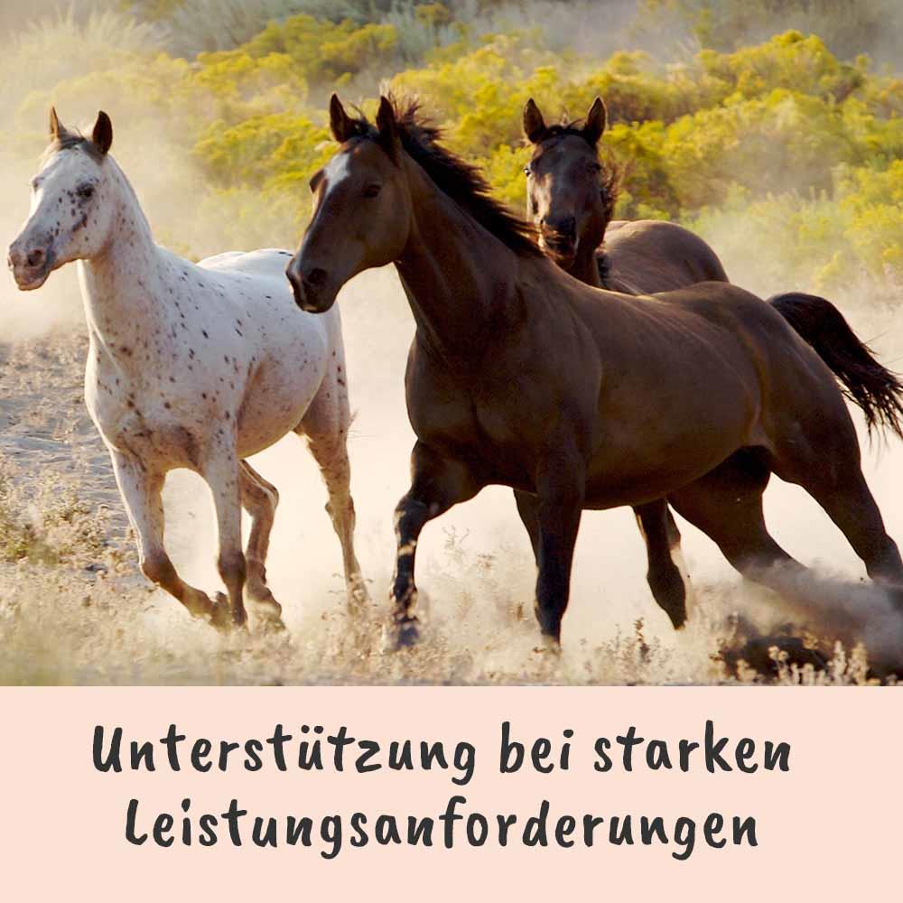 Tier, Colt Horse, Pferd, Säugetier, Hengst