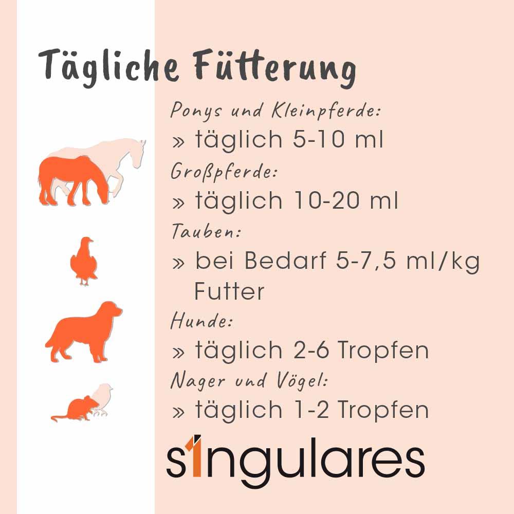 Werbung, Plakat, Hund, Säugetier, Haustier