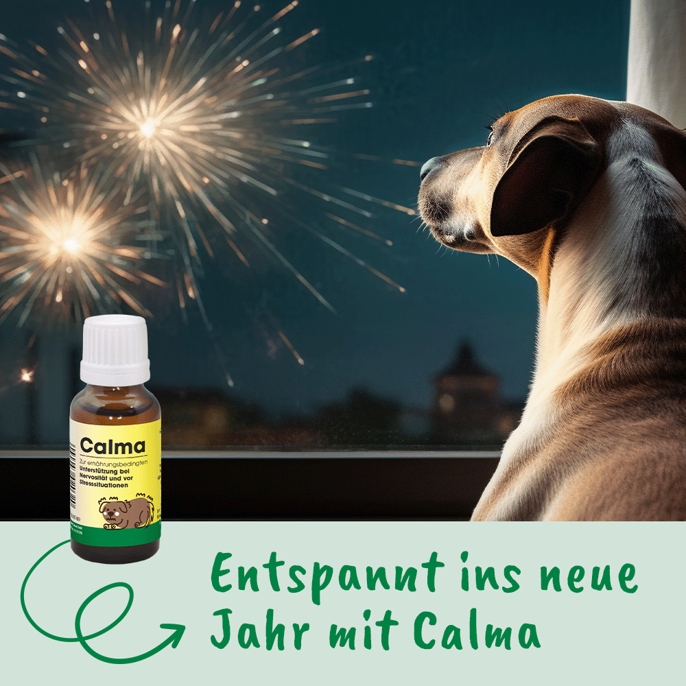 Tier, Hund, Säugetier, Haustier