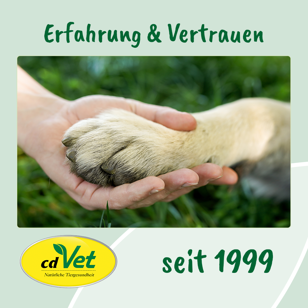 Elektronik, Hardware, Hund, Säugetier, Haustier
