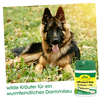 cdProtect Dog 